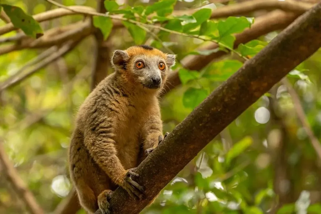Northern sportive lemurs have gray undersides.