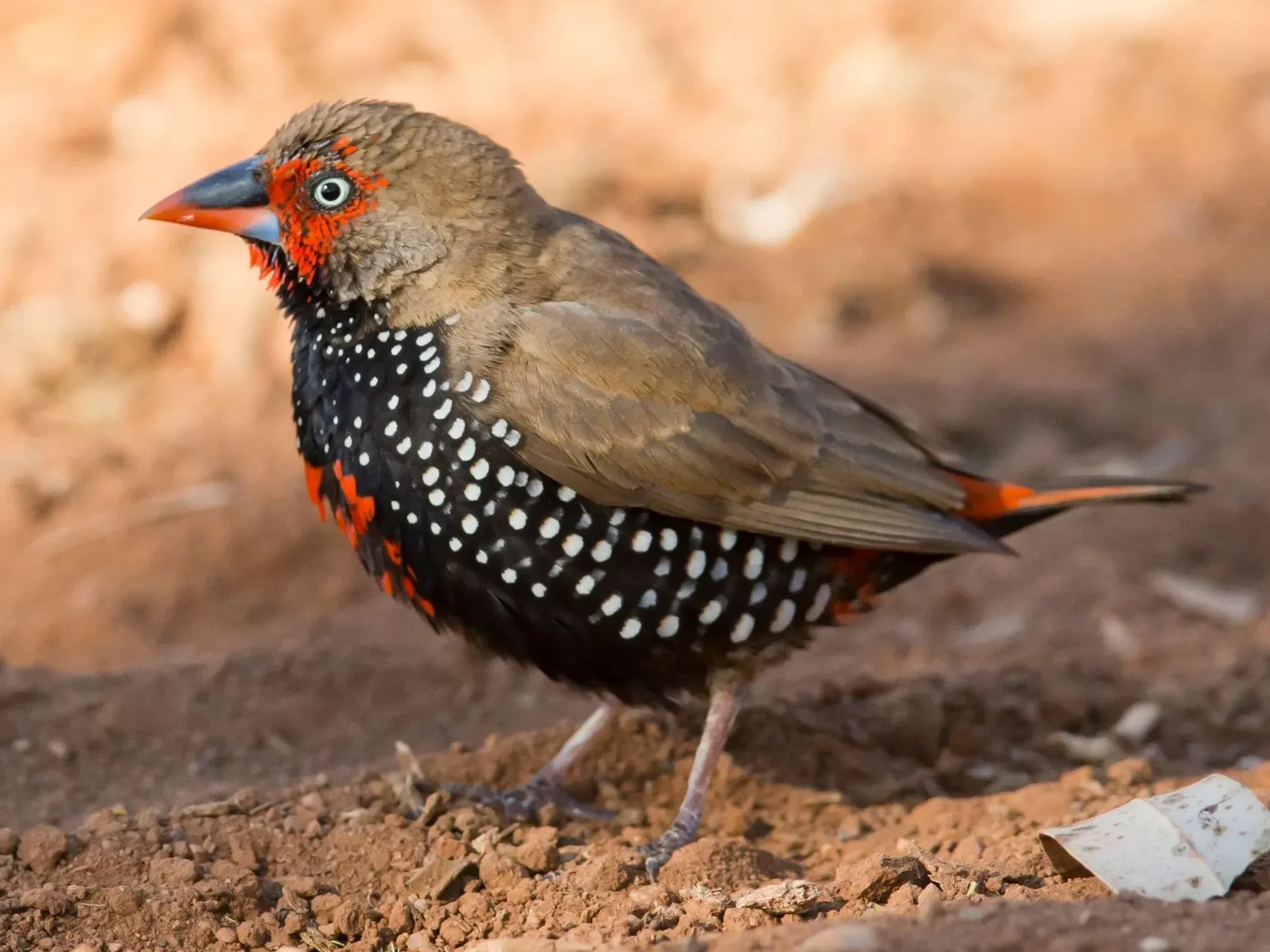 The painted finch has dark-brown to pinkish colored iris.