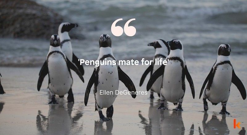Penguin quotes that will help you learn more about penguins and at the same time get some inspiration in life.