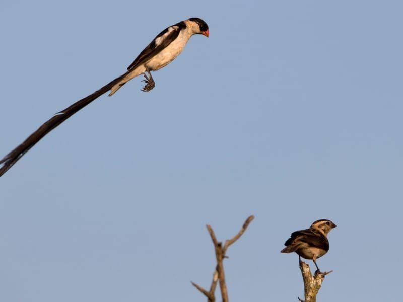 Discover pin-tailed whydah facts here.