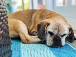 puggle sleeping in a day