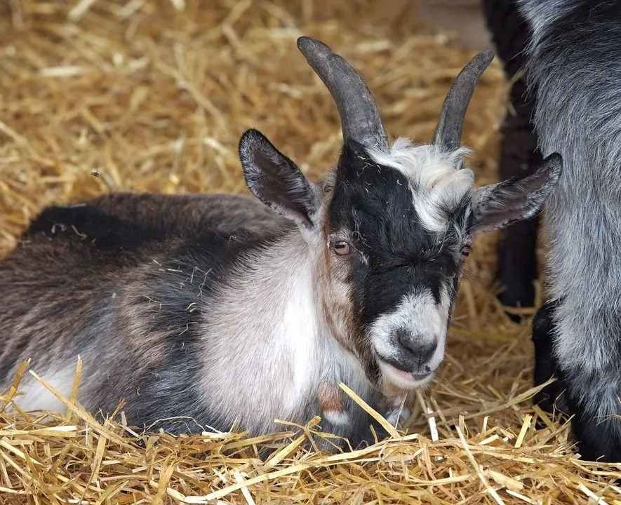 Fun Pygmy Goat Facts For Kids