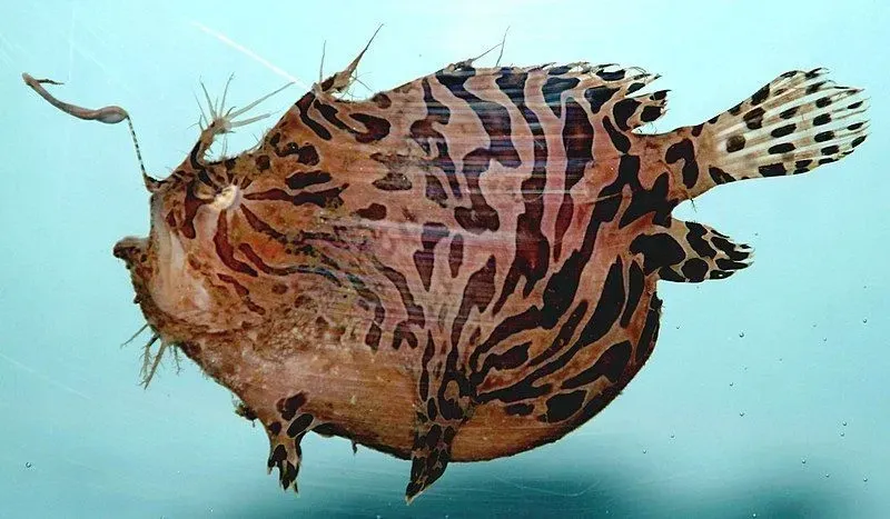 Pygmy anglerfish is not a suitable choice as a pet.