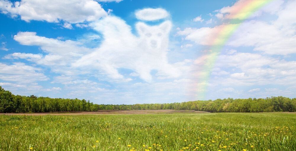 Beautiful open field with a cloud shaped like a dog angel that is passing over the rainbow