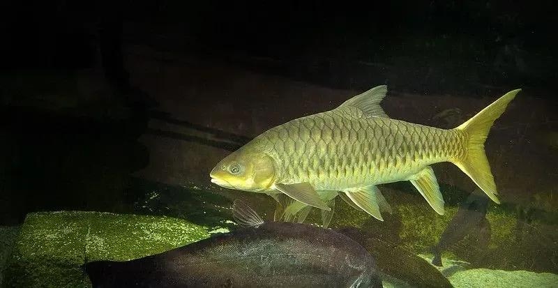 Read ahead to know more golden mahseer facts.