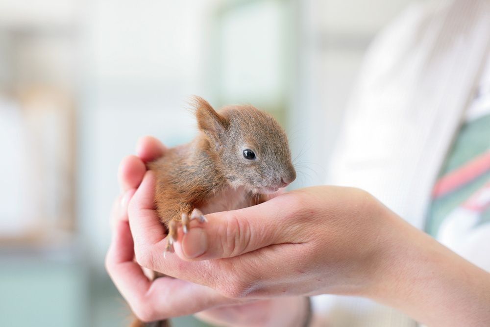 Rescued baby squirrel in human hands.