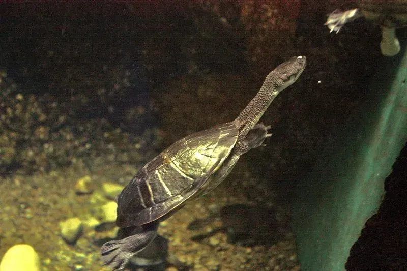 Roti snake-necked turtles are chestnut brown in color.