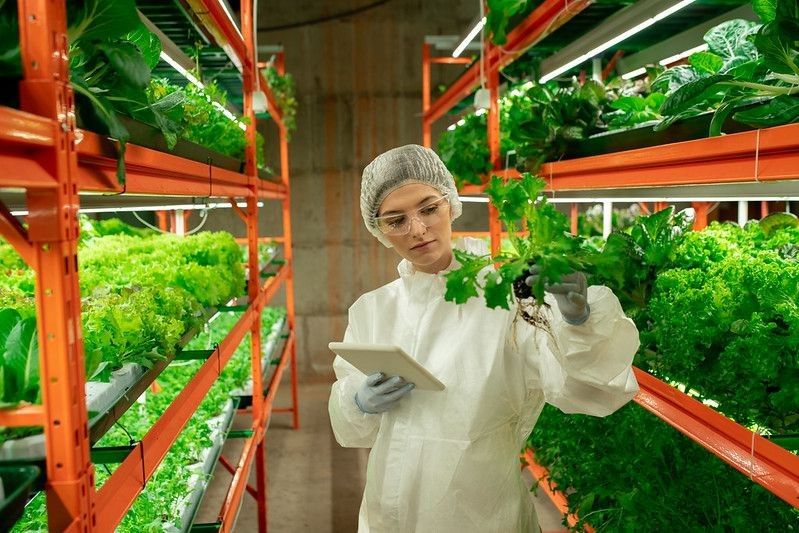 Young female biologist in protective workwear standing by shelf with green lettuce in vertical farm and holding small pot with seedlings