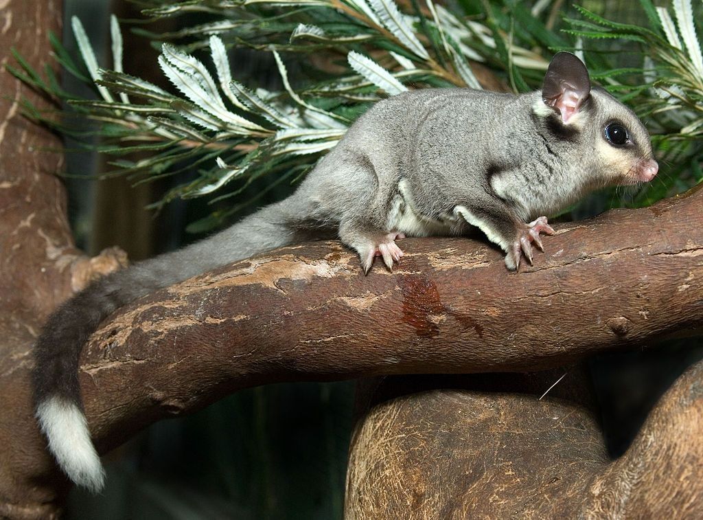 Squirrel enthusiasts would love squirrel glider facts.