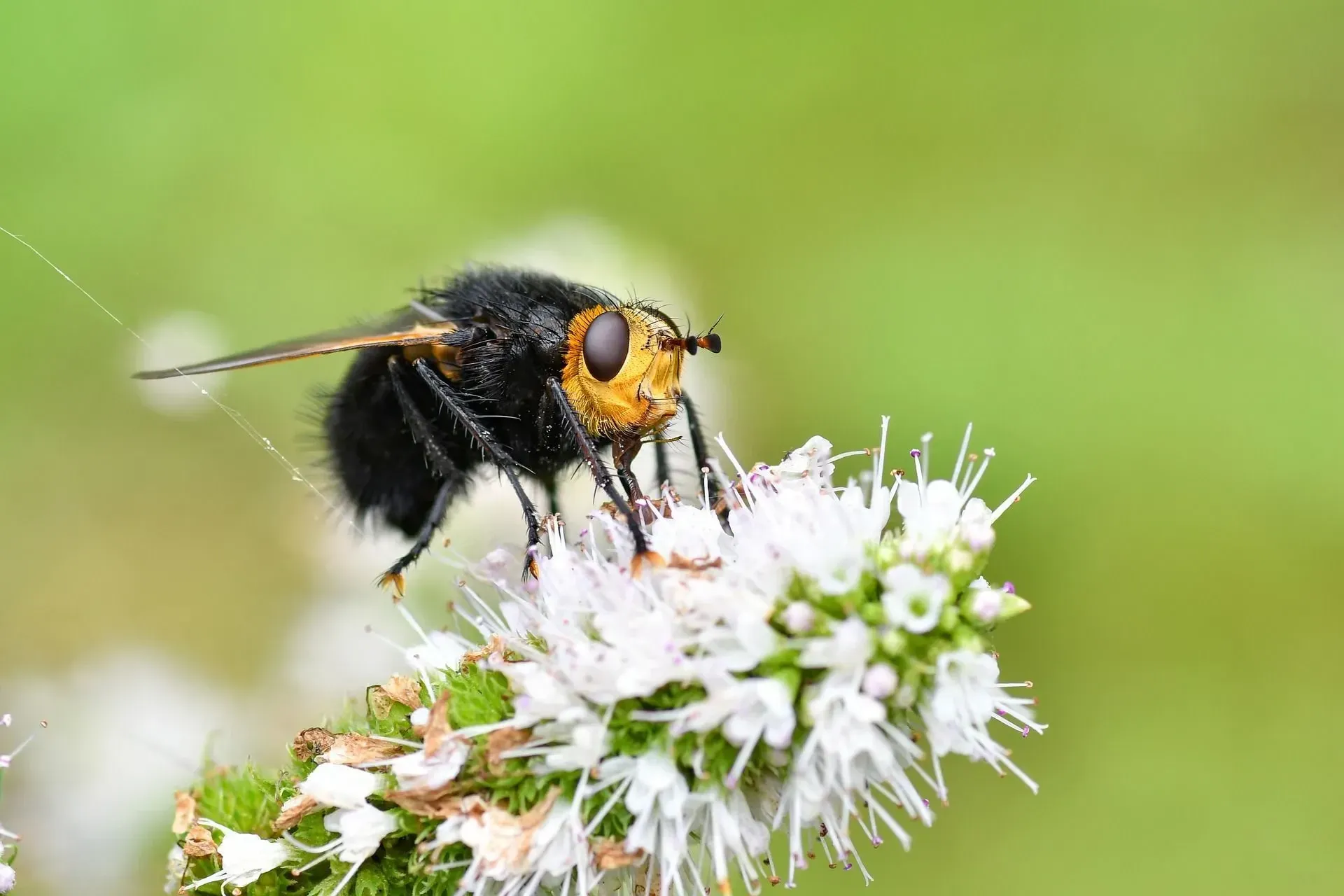Tachina grossa flies have ample stiff and straight black hair on the abdomen and thorax.