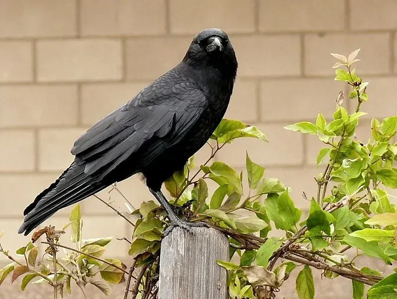 The American crow is all black in appearance and hard to identify as they look very similar to other species in their family