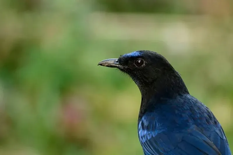 The Malabar whistling thrush is a bird that usually stays singly or in pairs