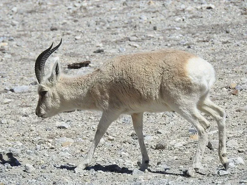The Mongolian gazelle has a pink-cinnamon coat in summer and a pale coat in winter!
