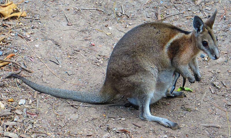 The black stripe of this wallaby is one of its recognizable features.