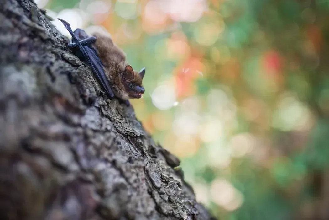 The facts about bats include that tree bats sleep upside down.
