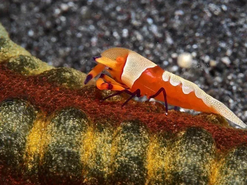 The isolated and exotic Shasta crayfish (Pacifastacus fortis) populations are near dark orange in color throughout their body lengths and need moderate temperature for survival.