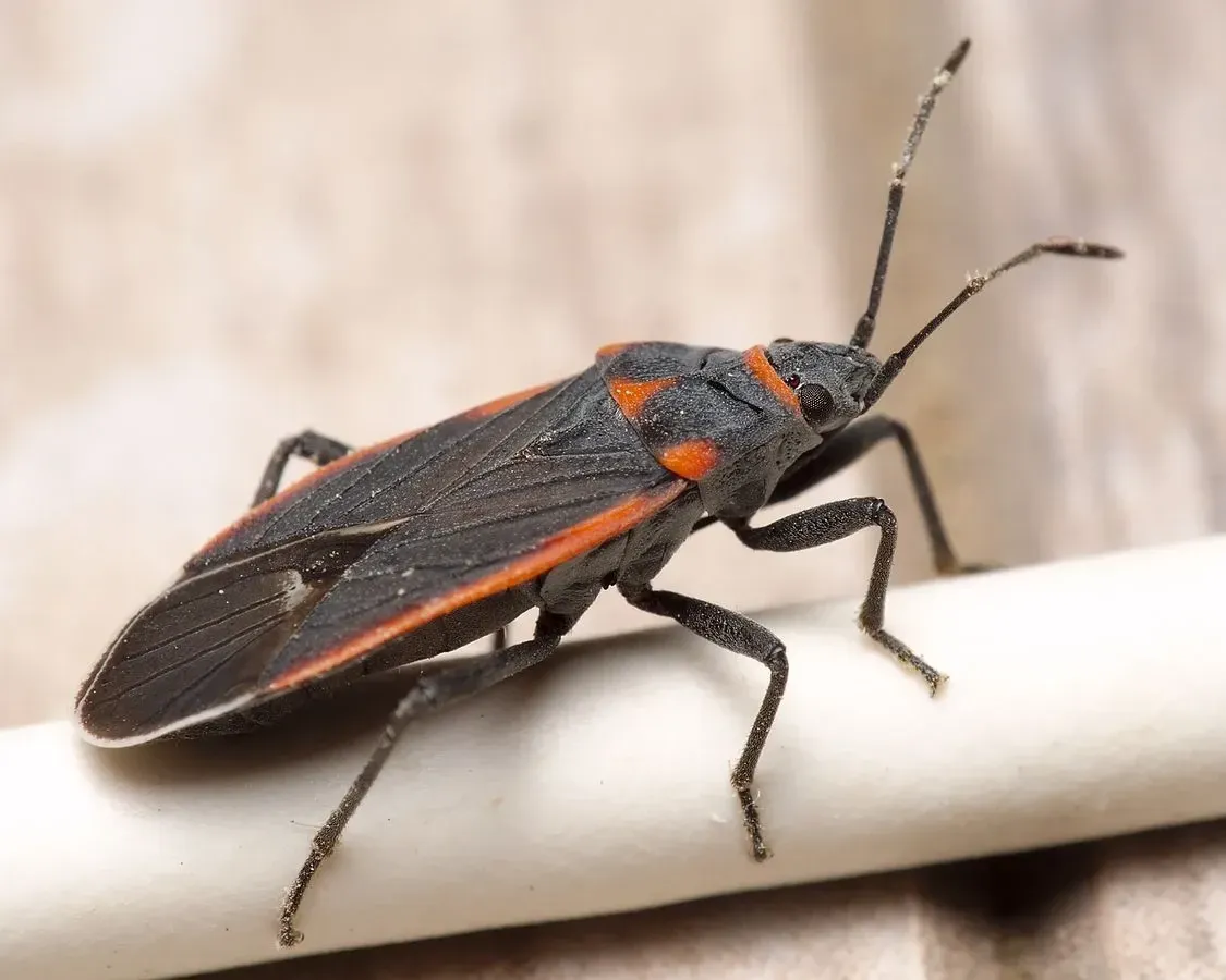 The leaf litter of long-necked seed bug species can be seen during the spring season.