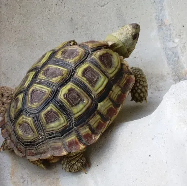The male speckled tortoise is smaller than the female speckled tortoise.