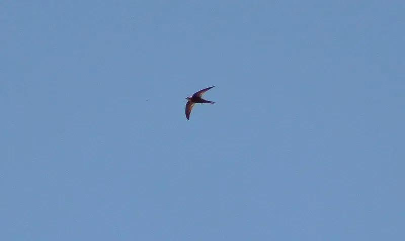 The pallid swifts have a pale face with a white throat patch and clearer wings.