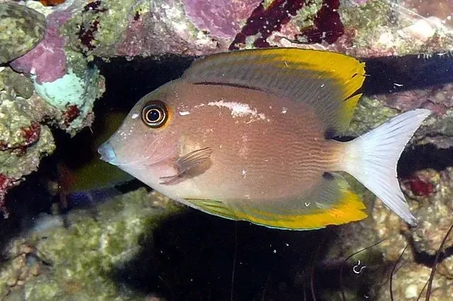 Tomini tang has yellow highlights on its fins
