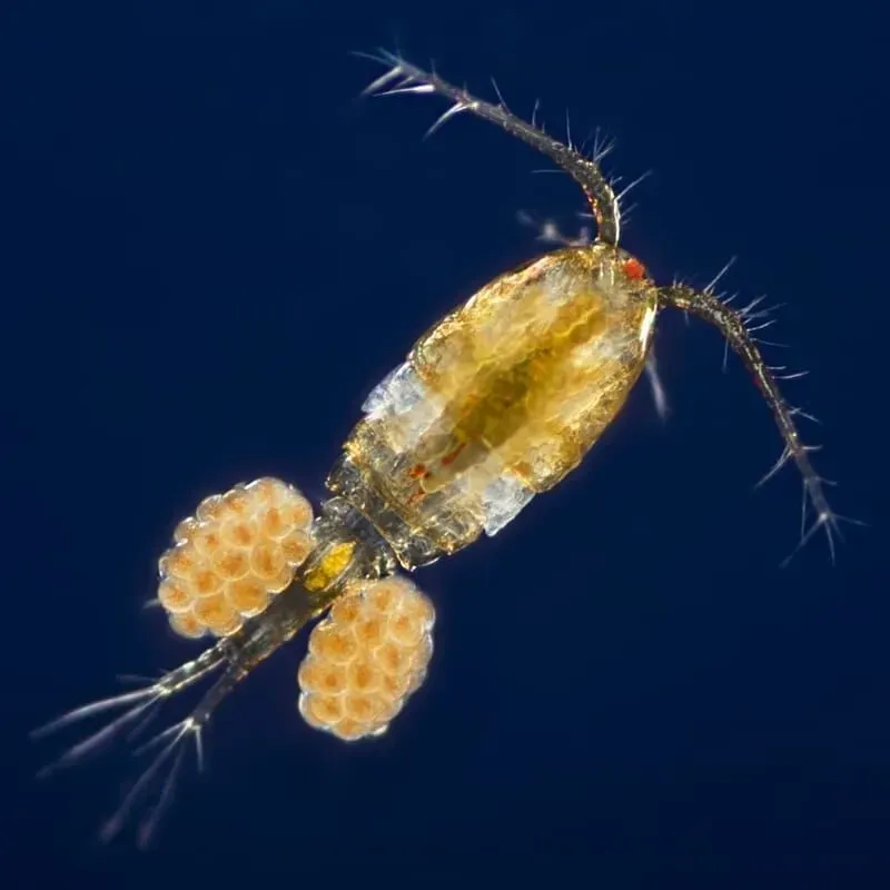 copepods, dorsal  with eggs 