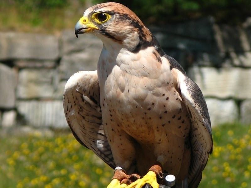 A Lanner Falcon. 