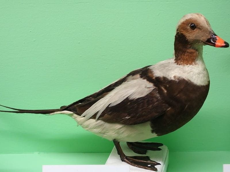 A long-tailed duck specimen.