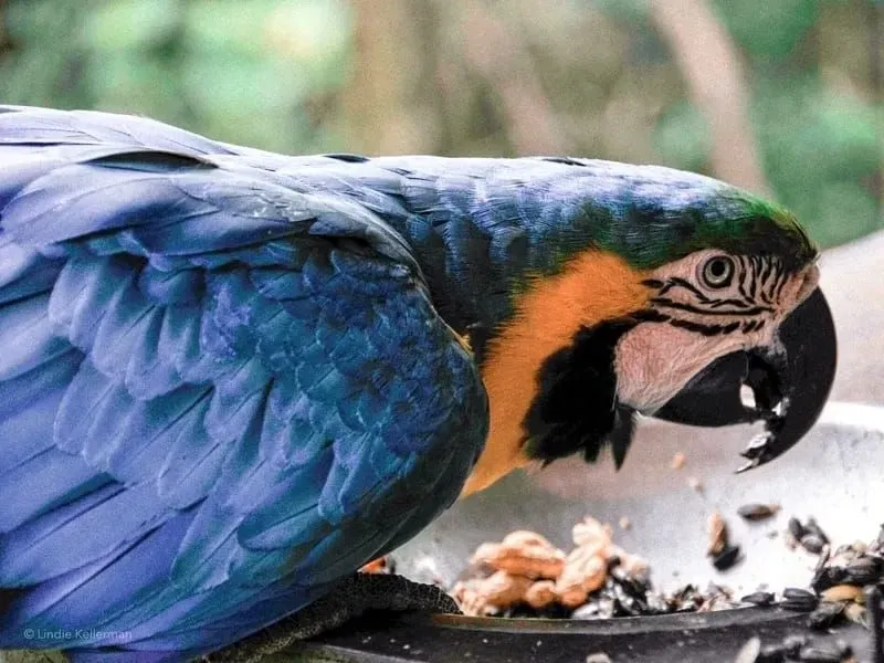 Blue-And-Yellow Macaw