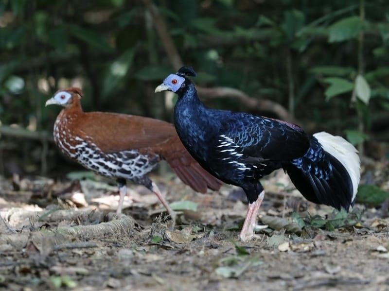 Crested Fireback Pair