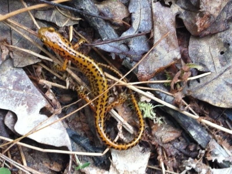 Long-Tailed Salamander