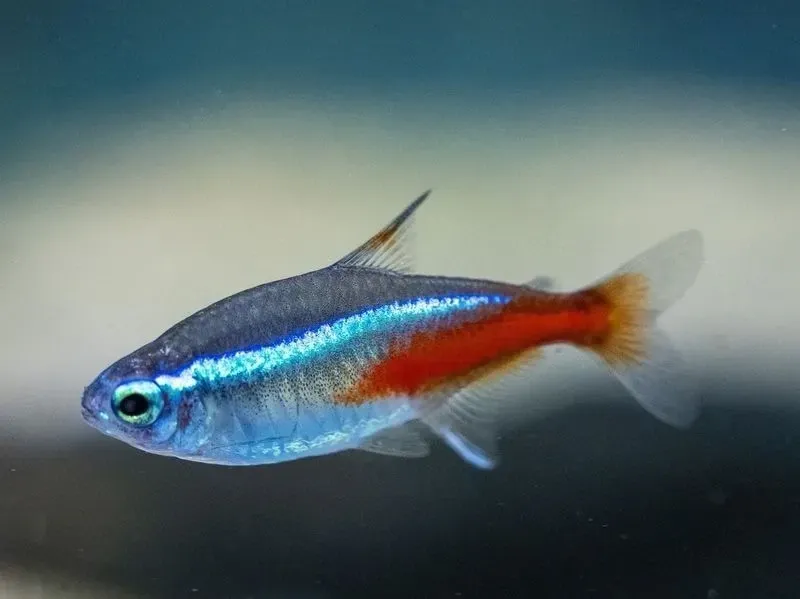 neon tetra fish