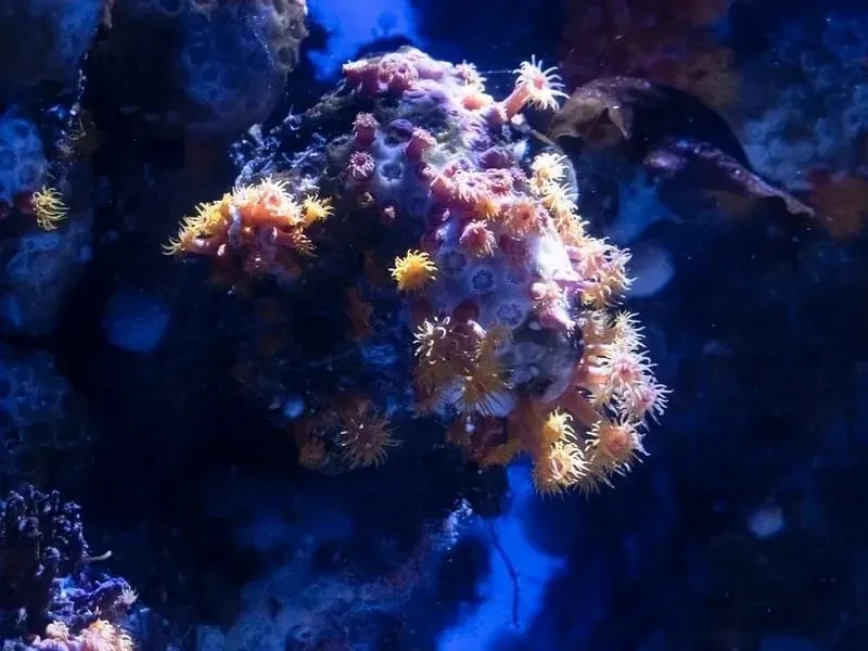 Natural Reef Underwater