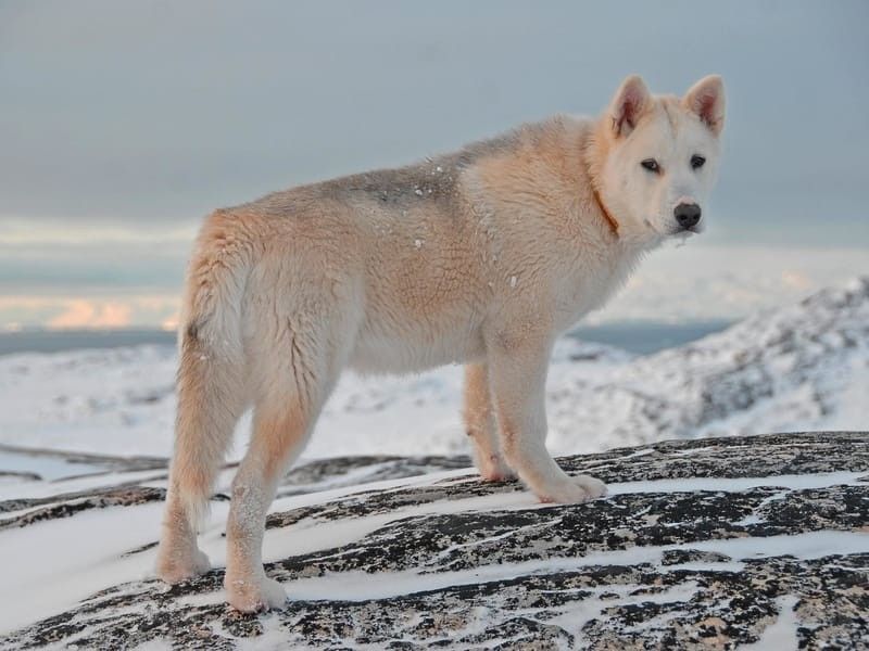 A Greenland dog in a snow-covered region.