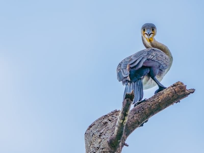 A great cormorant on the branch of a dead tree.