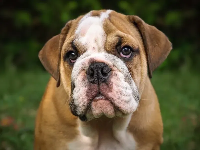 The face of a bulldog.