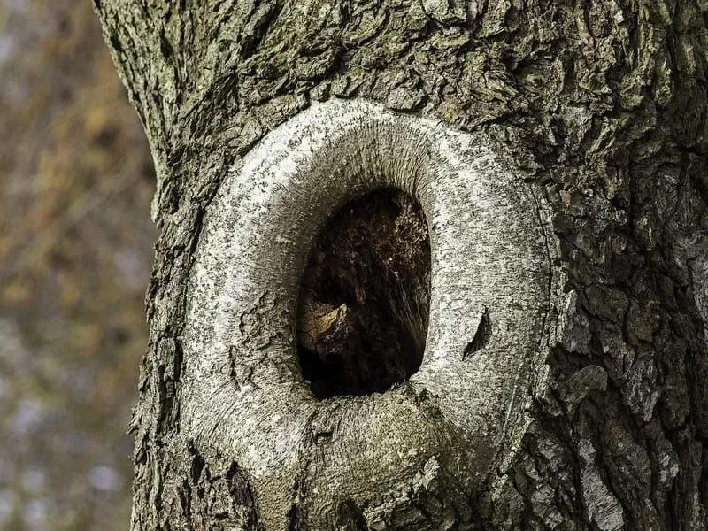 The Dollar Bird can be found in tree hollows.