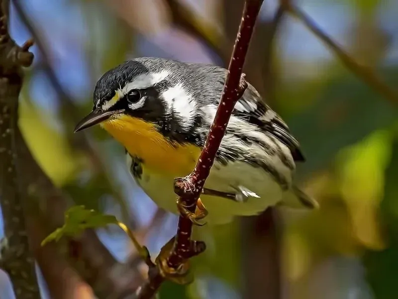 Yellow-Throated Warbler perched on a tiny branch