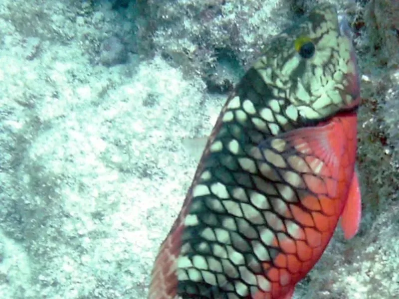 The Stoplight Parrotfish