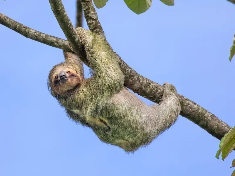 Sloth hanging by a tree