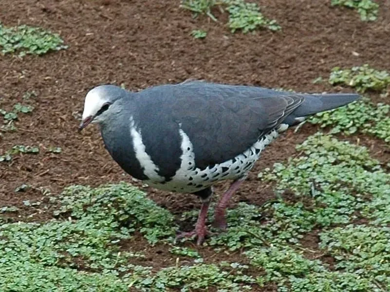 Wonga Pigeon walking on ground