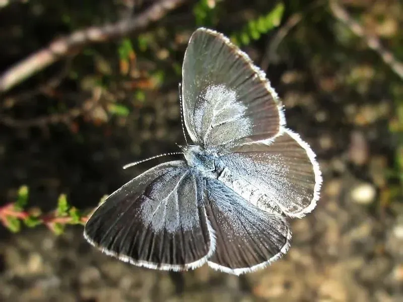 Incredible Holly Blue Facts Snowber