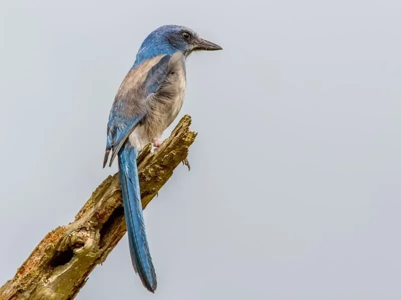 Florida scrub jays are blue and gray in color