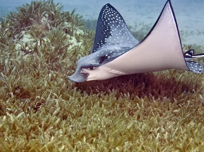 Spotted rays are known for their white spots and wing-like fins.
