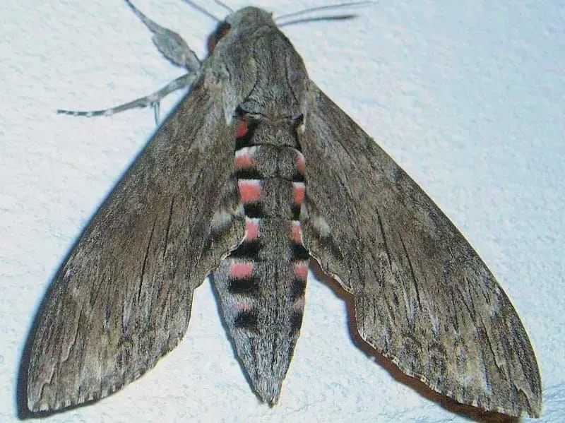 Hawk Moth ( Agrius convolvuli)