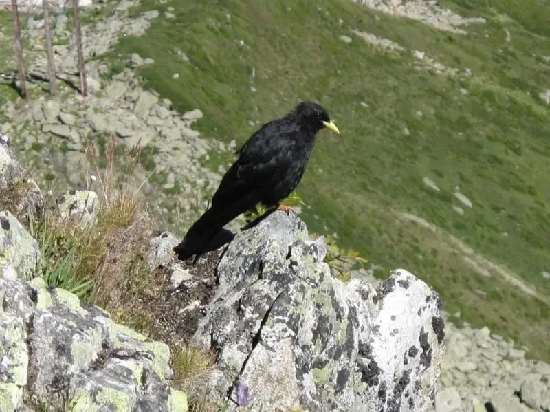 Alpine choughs have a fragmented range.