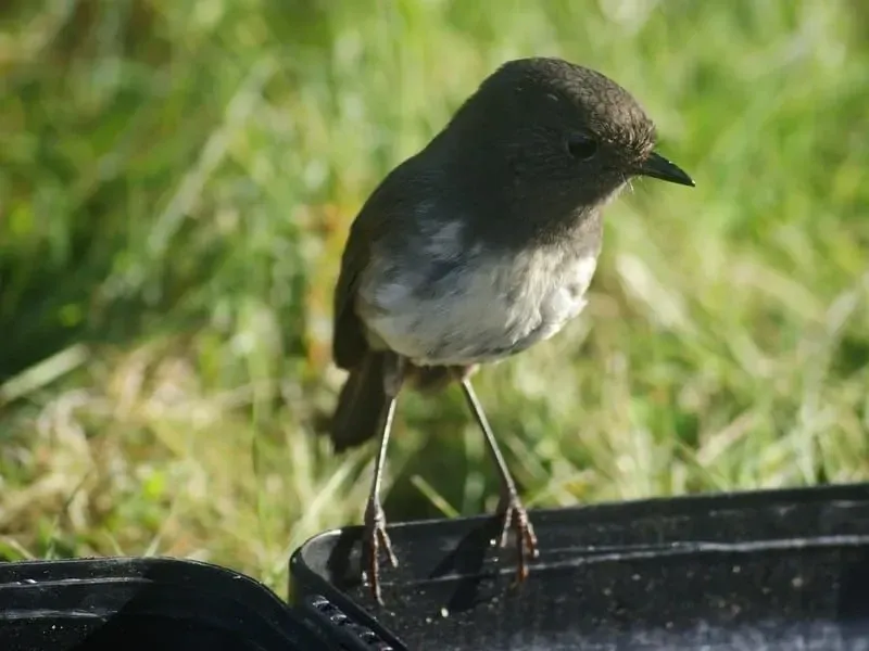 Facts About The North Island Robin