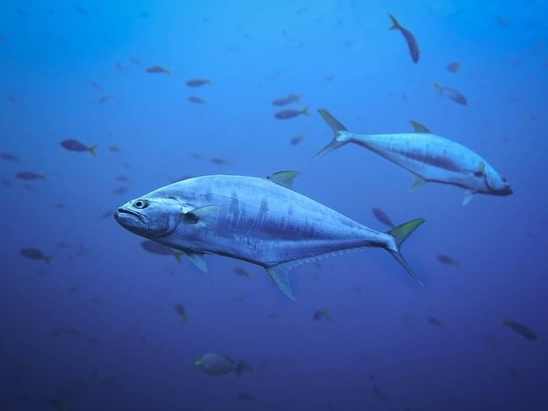Underwater view of white tunas (illustration).