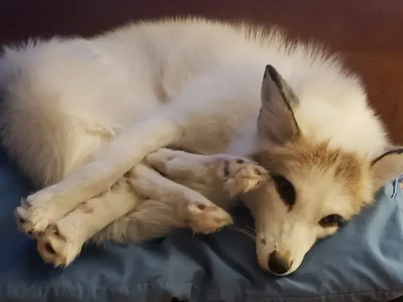 Marble Fox lying on blue pillow