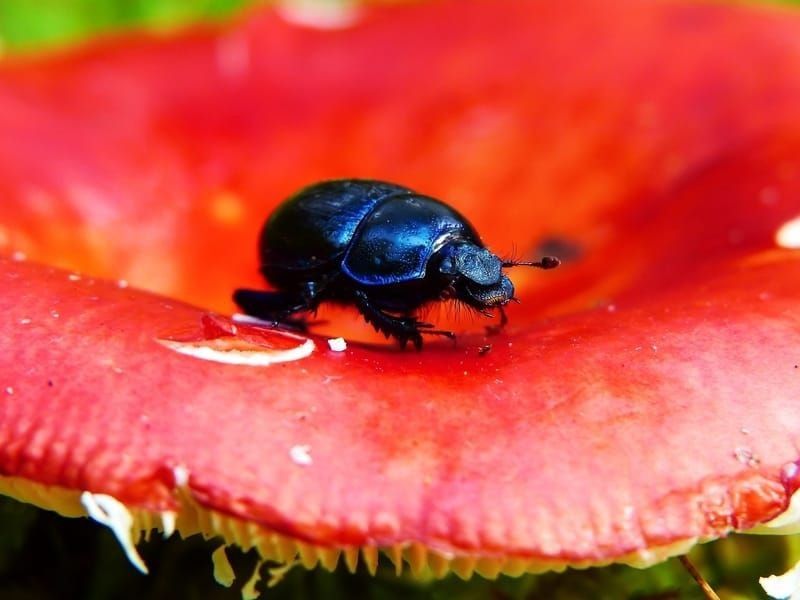 Water Beetle on a flower