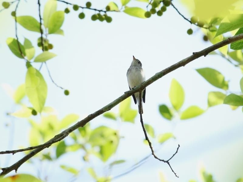 Asian Flycatcher sitting on a tree bark